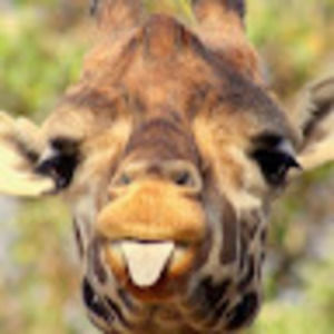 Meet your Posher, Lacy